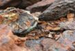 Zambia Eyes 3 Million-Ton Copper Target in Bid to Become Critical Minerals Hub